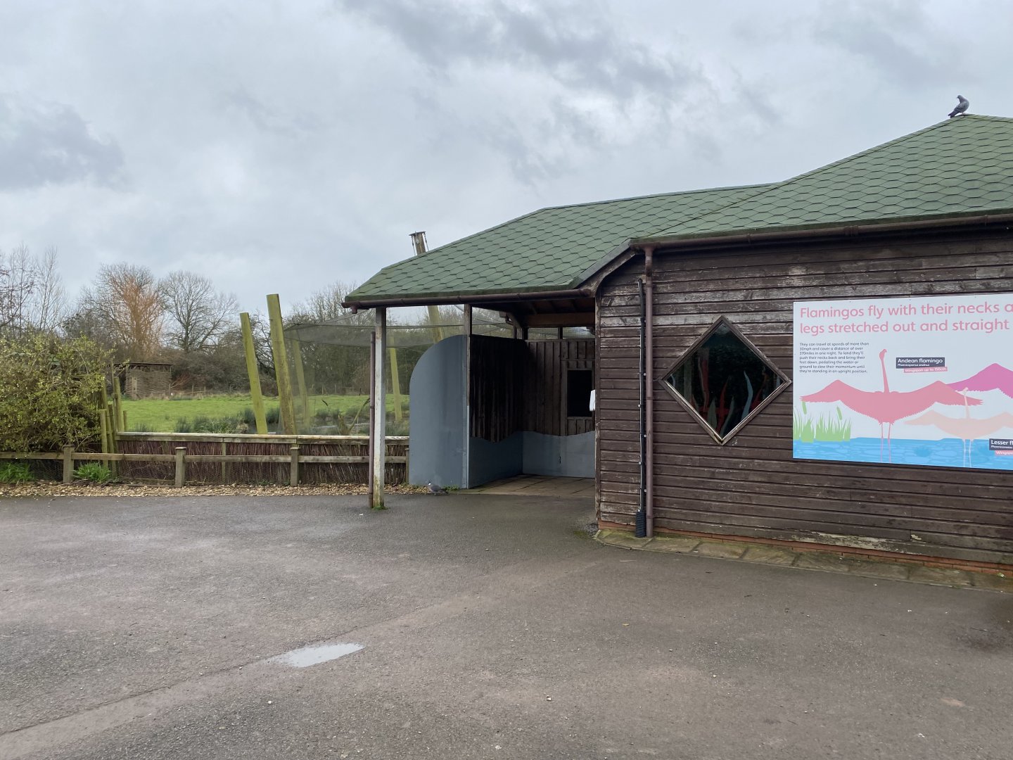 Andean flamingos and South American aviary 290224