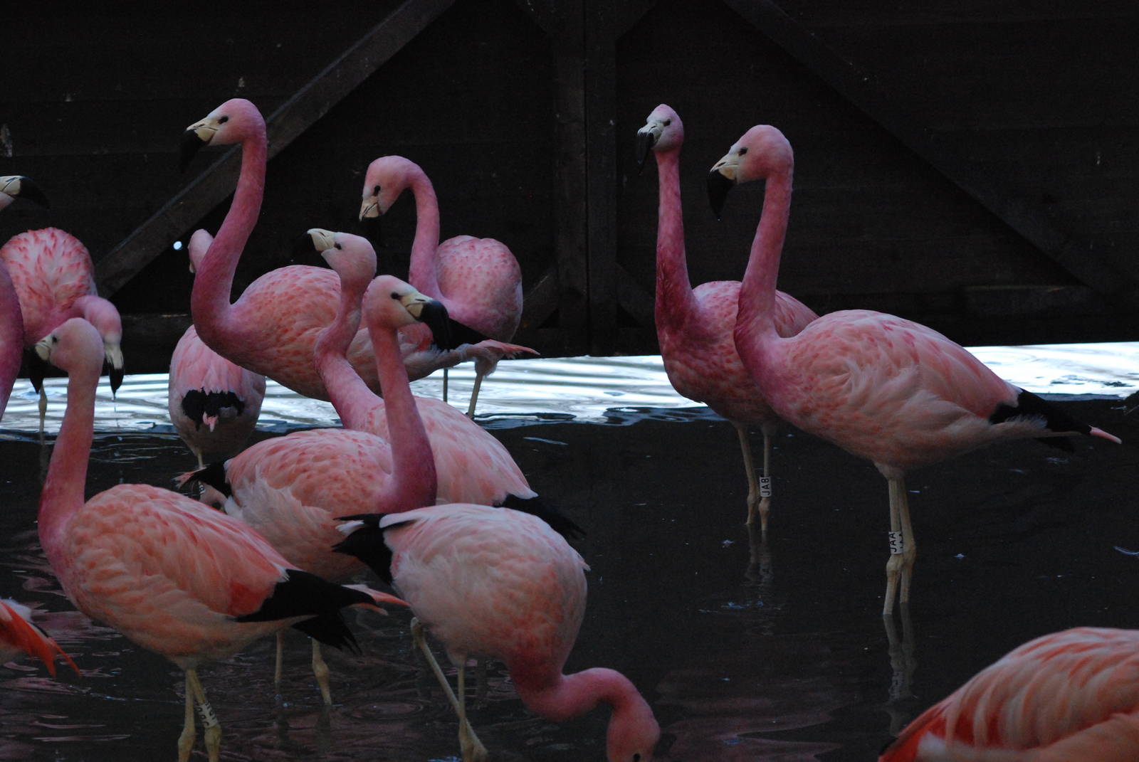 Andean Flamingos at Slimbridge, 05/02/12