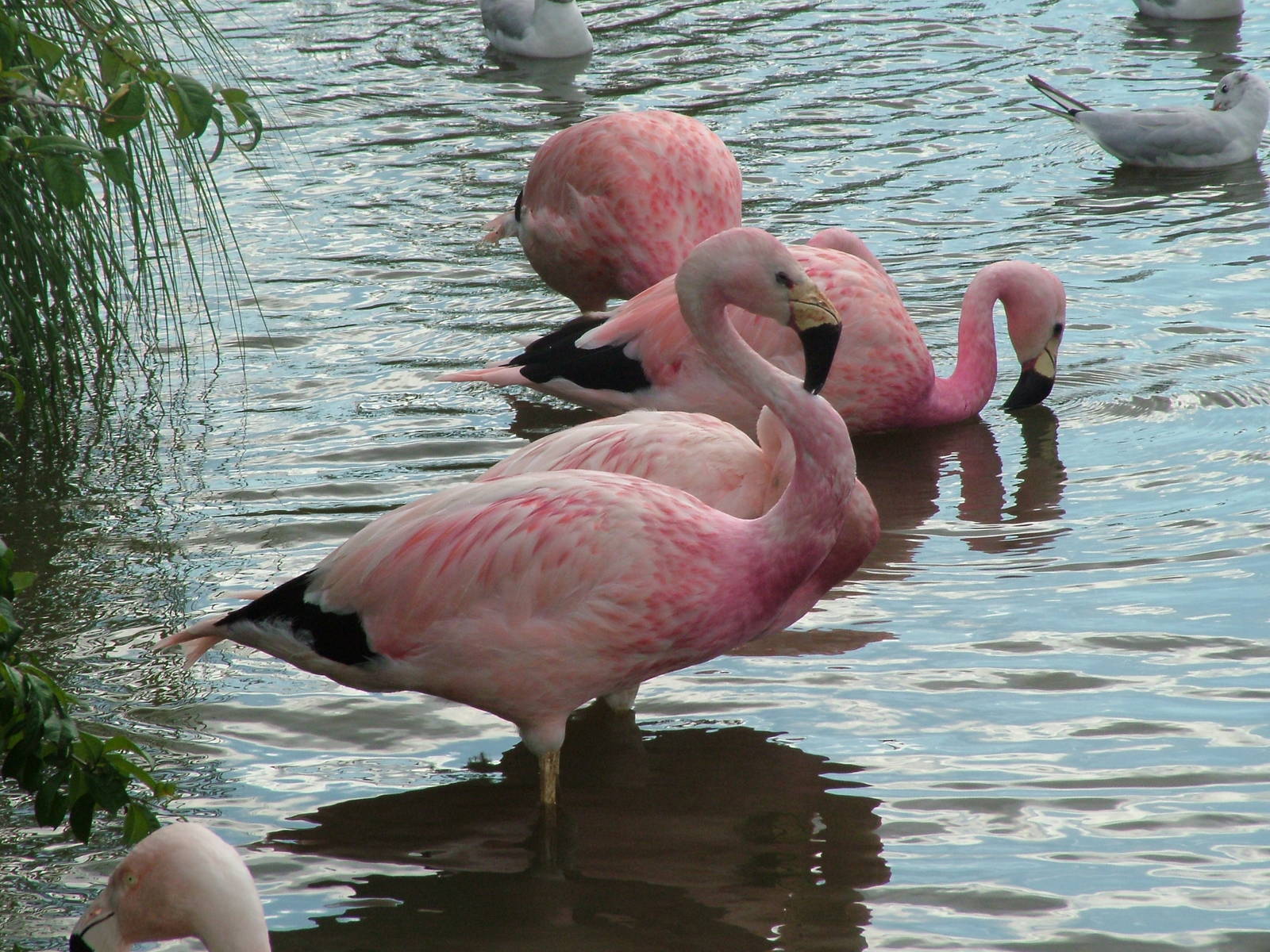 Andean Flamingos at Slimbridge WWT 2006