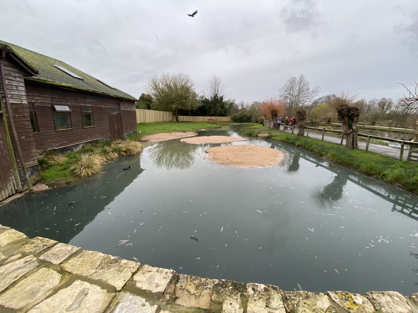 Andean flamingos enclosure 290224