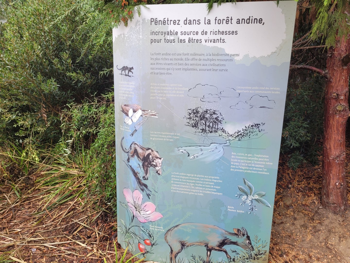 Andean forest sign -Parc Zoologique de Paris (2022)