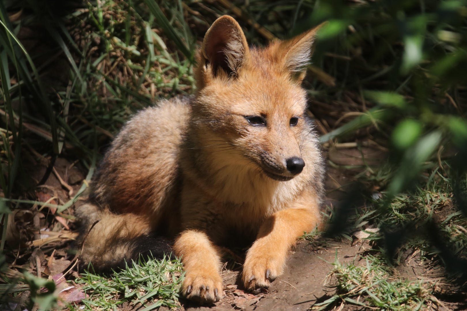 Andean fox