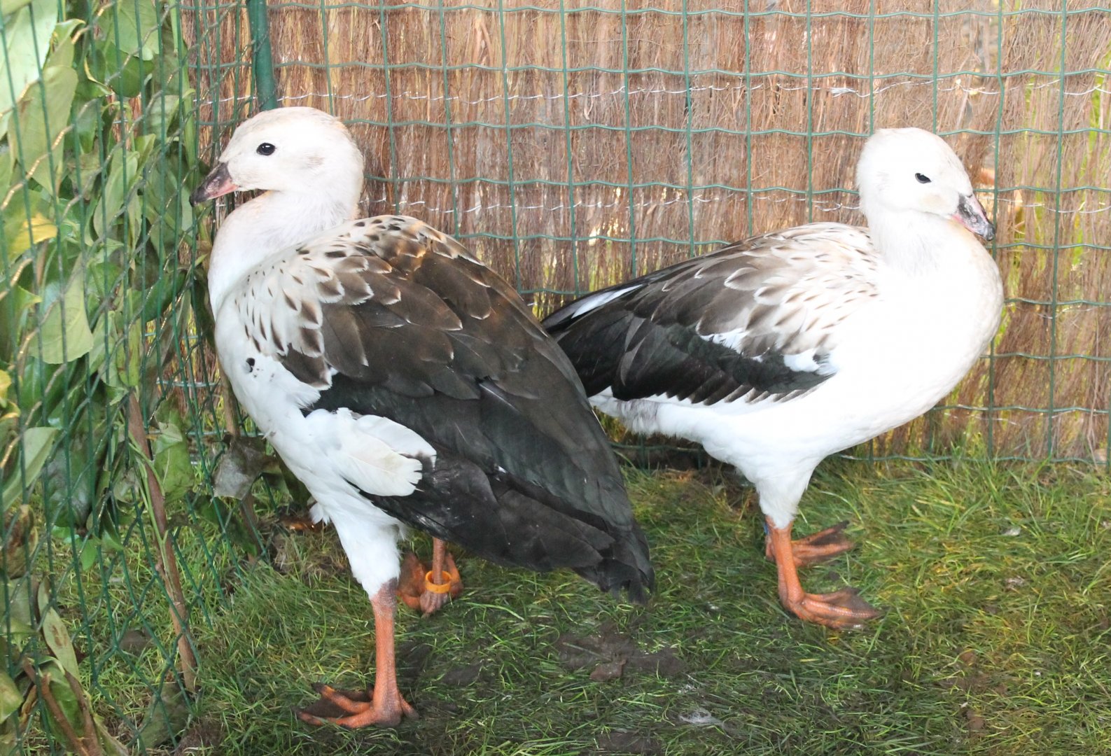 Andean geese