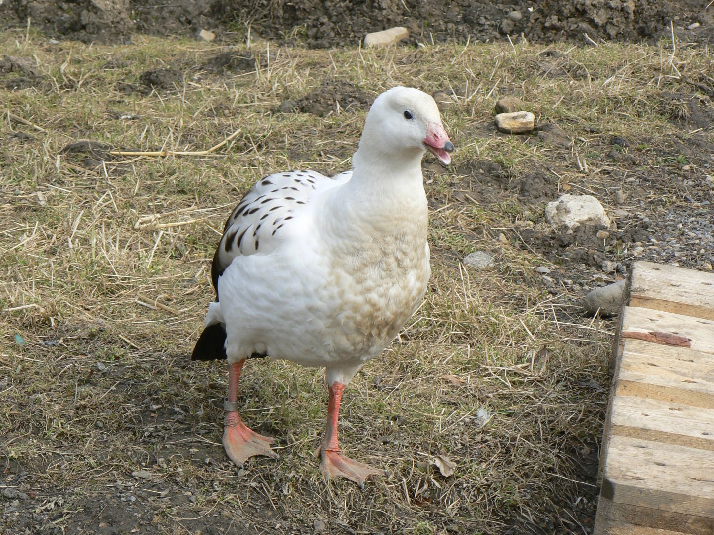 Andean Goose - 28 March 2018