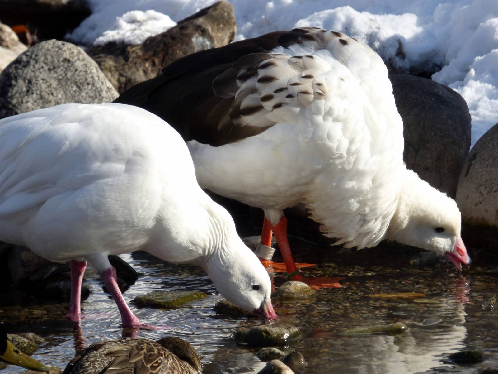 Andean Goose and Ross's Goose