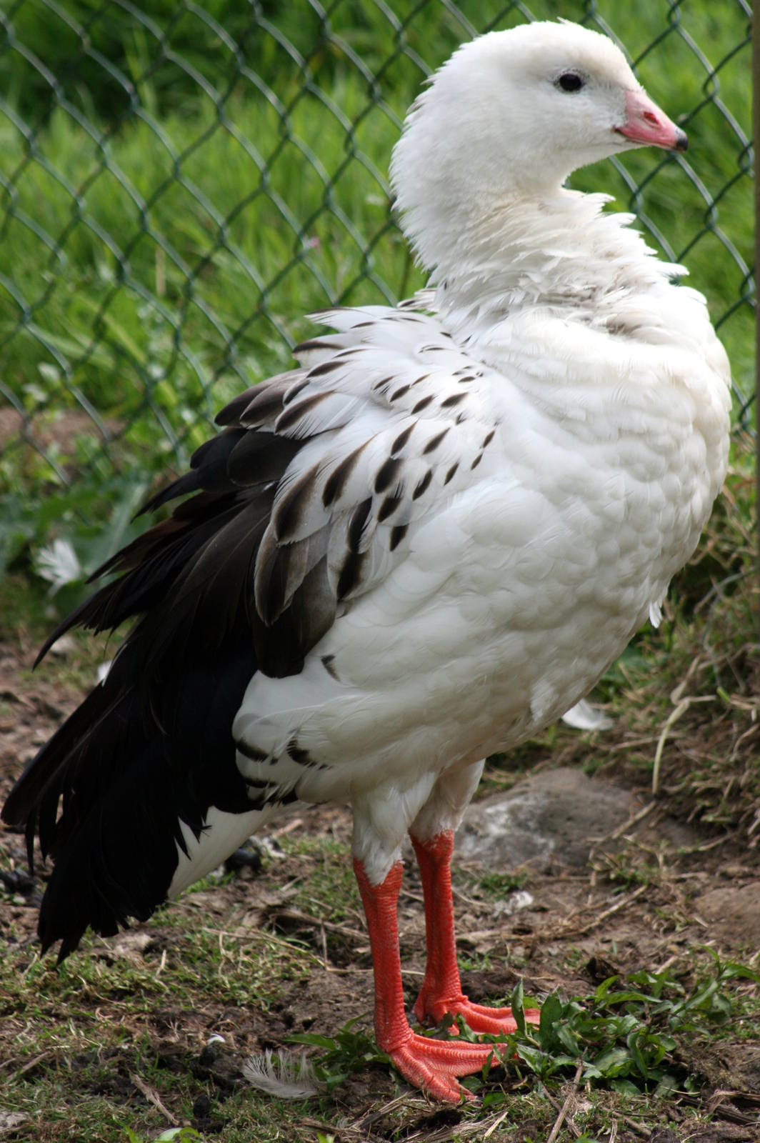 Andean Goose; Blackbrook; 31st July 2011