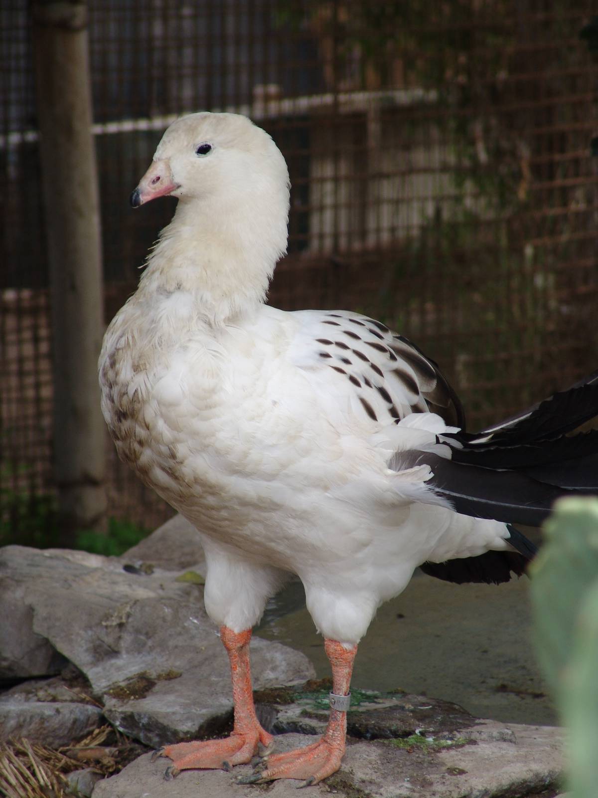 Andean Goose (Chloephaga melanoptera)