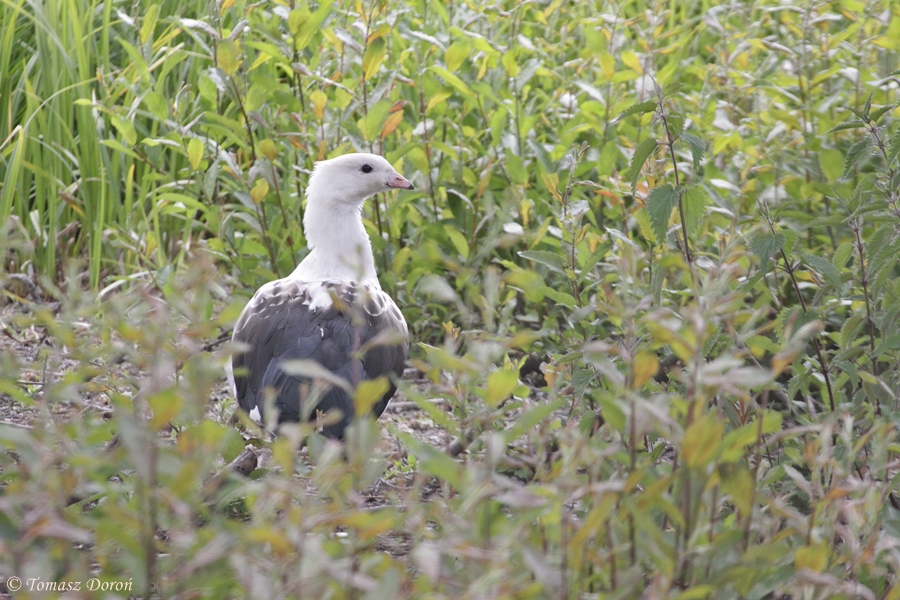 Andean Goose (Chloephaga melanoptera)