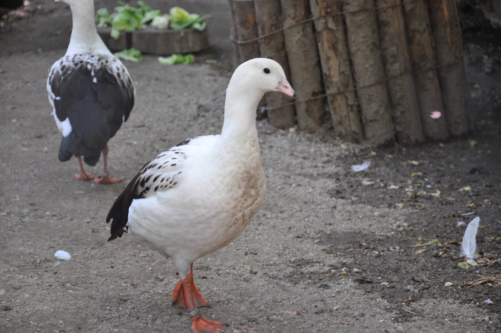 Andean goose/ Chloephaga melanoptera