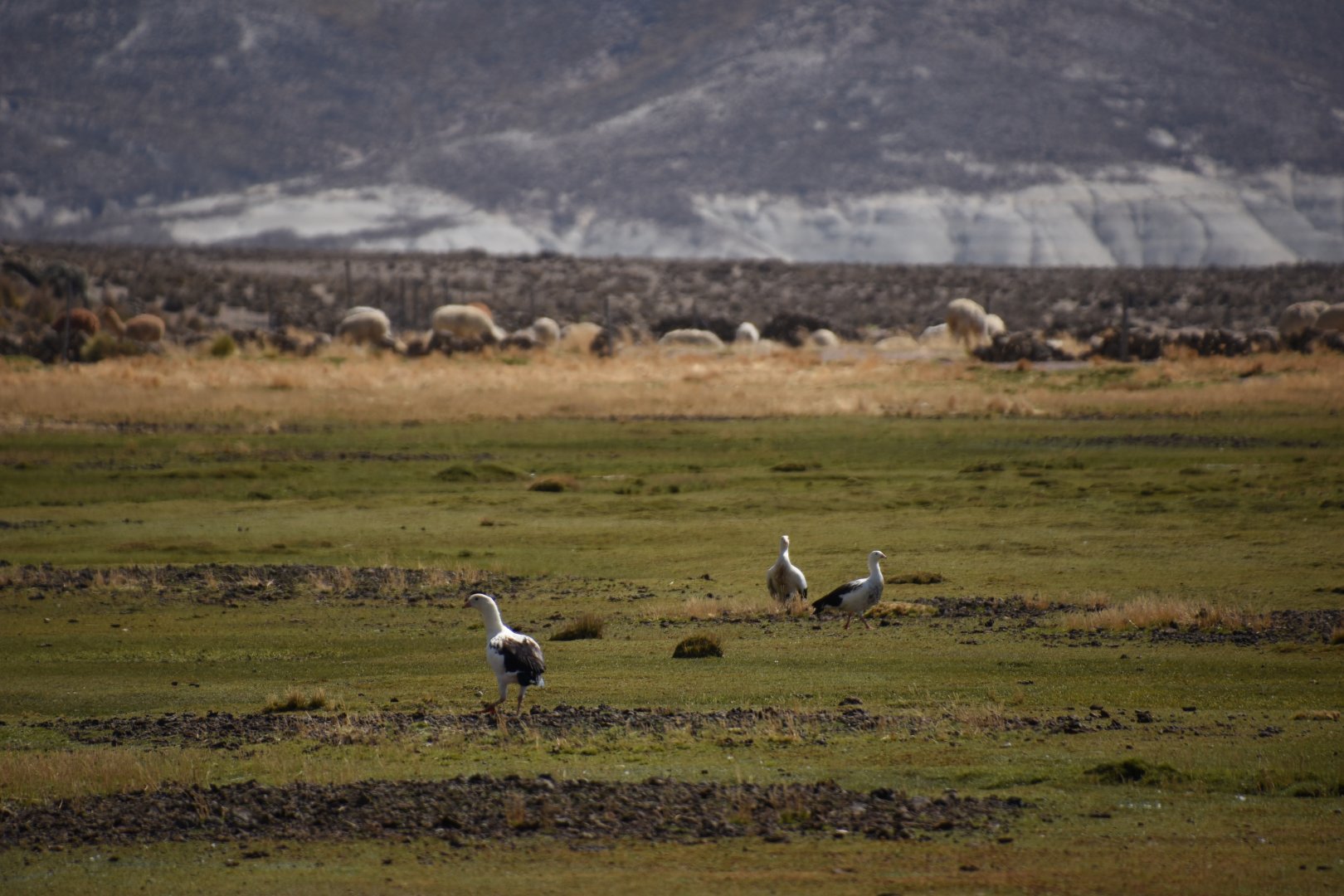 Andean goose (Chloephaga melanoptera)