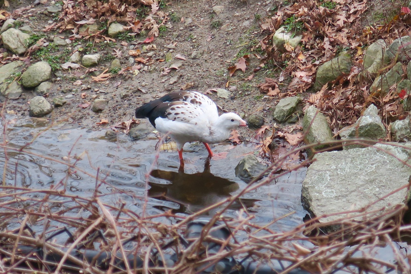Andean Goose (Chloephaga melanoptera)