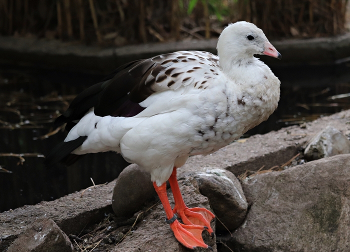 Andean goose (Chloephaga melanoptera)