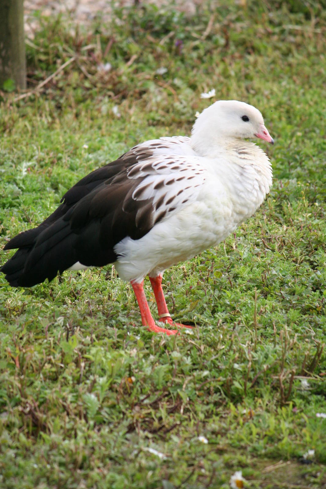Andean goose