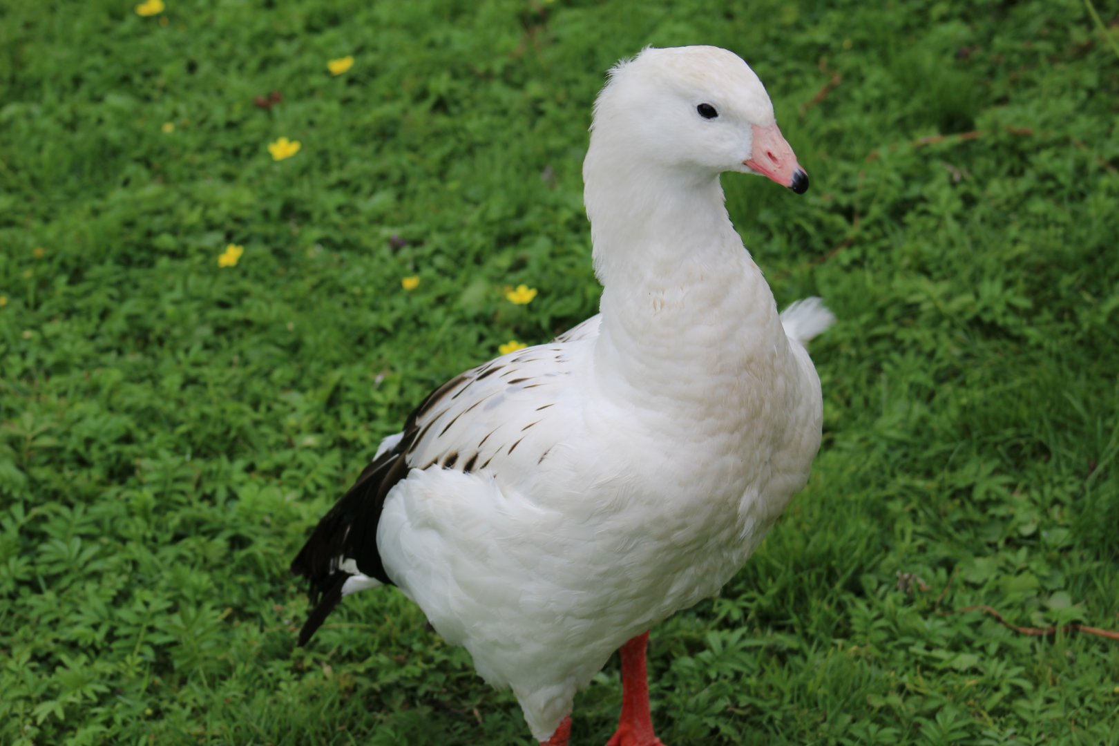Andean Goose