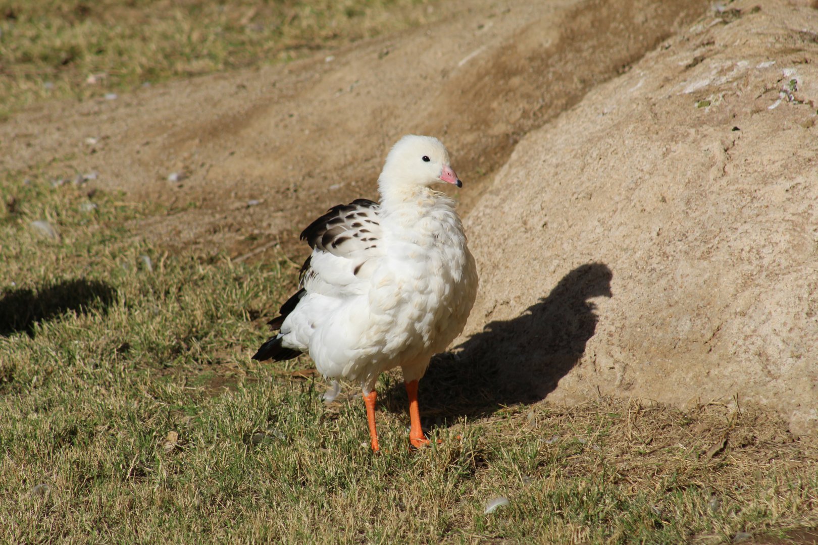Andean Goose