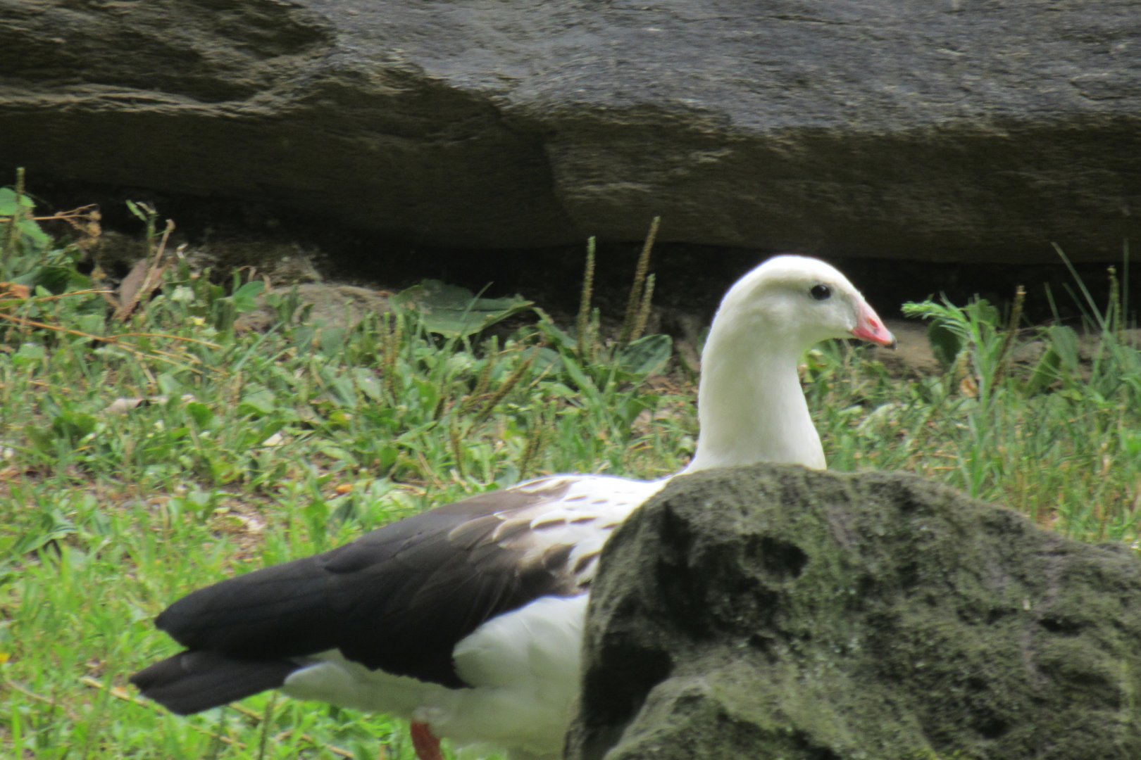 andean goose