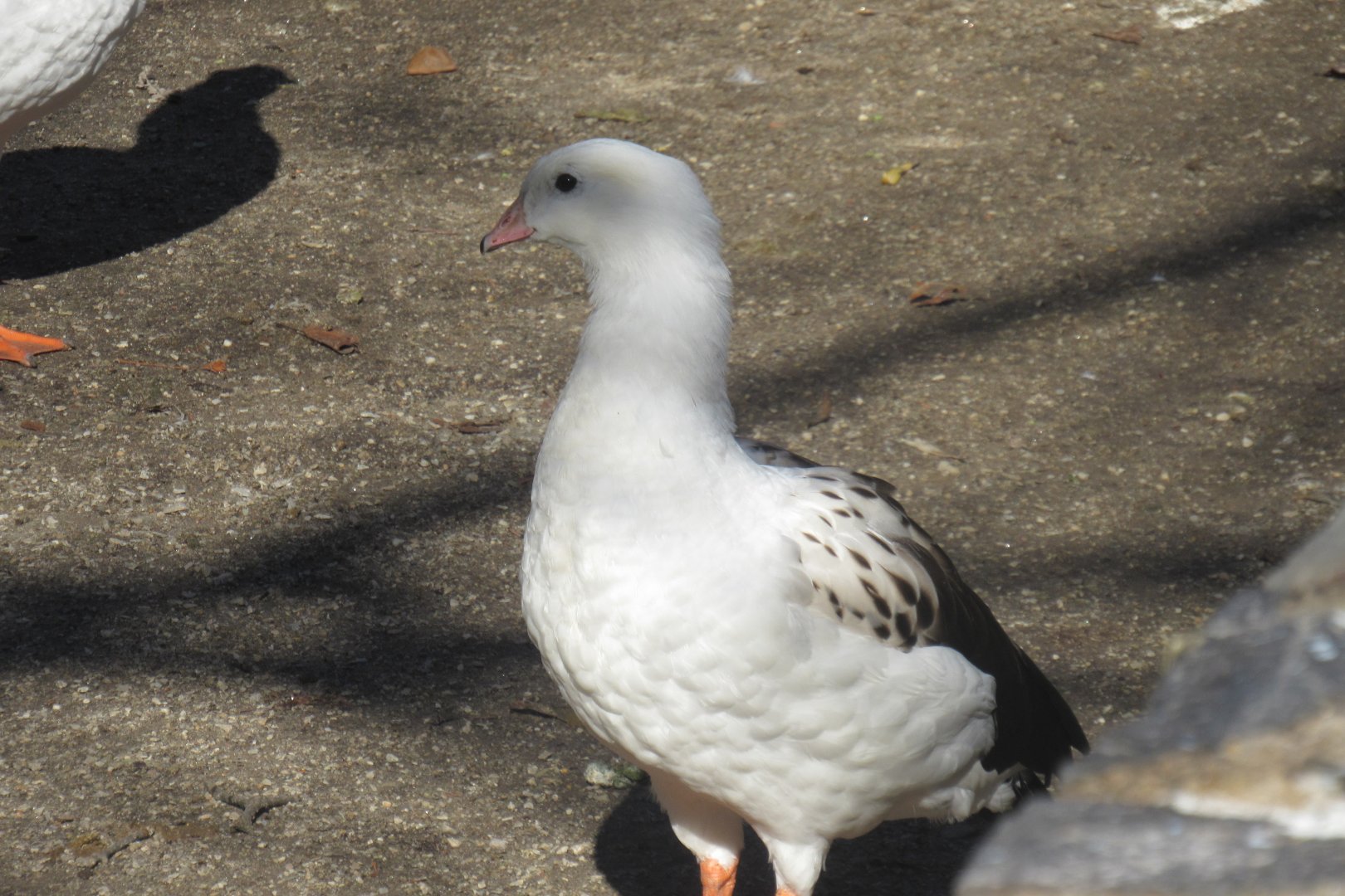 Andean goose