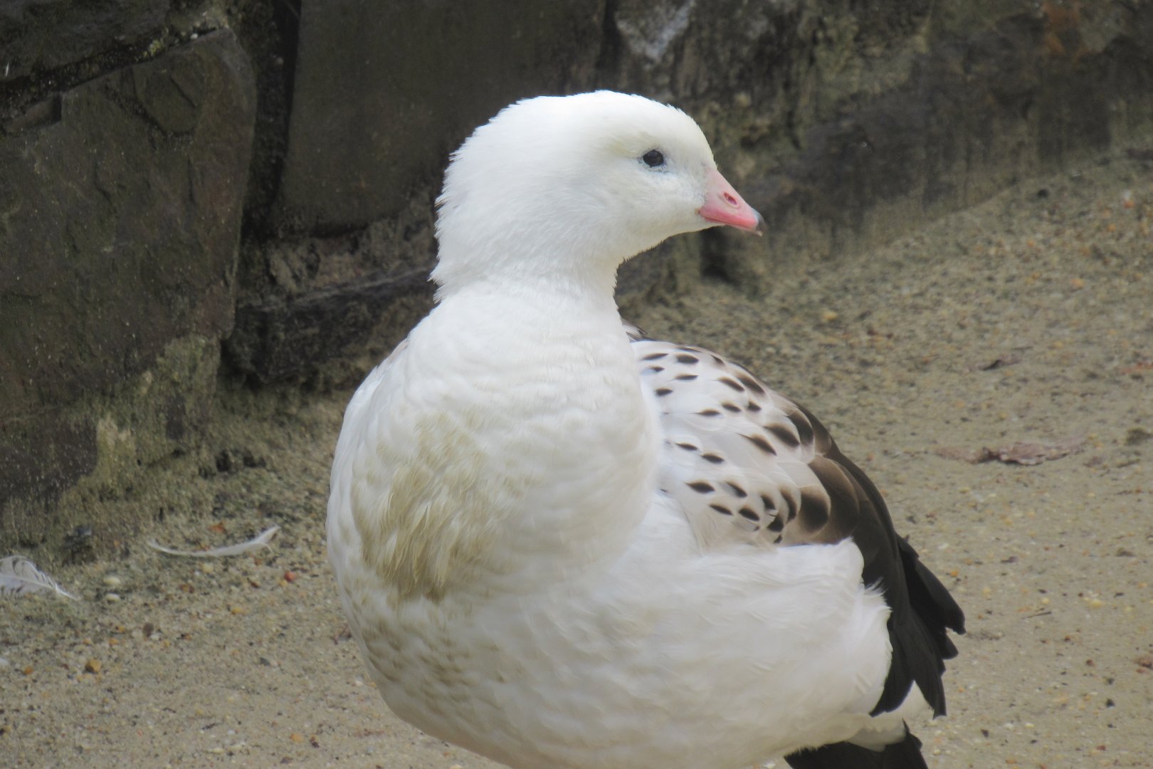 Andean goose