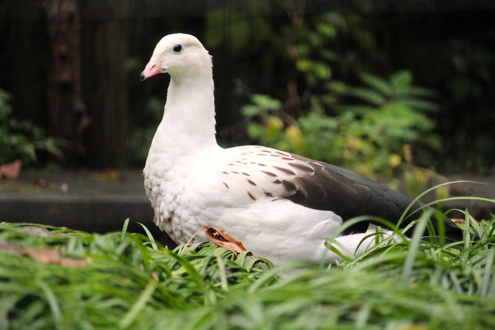 Andean Goose