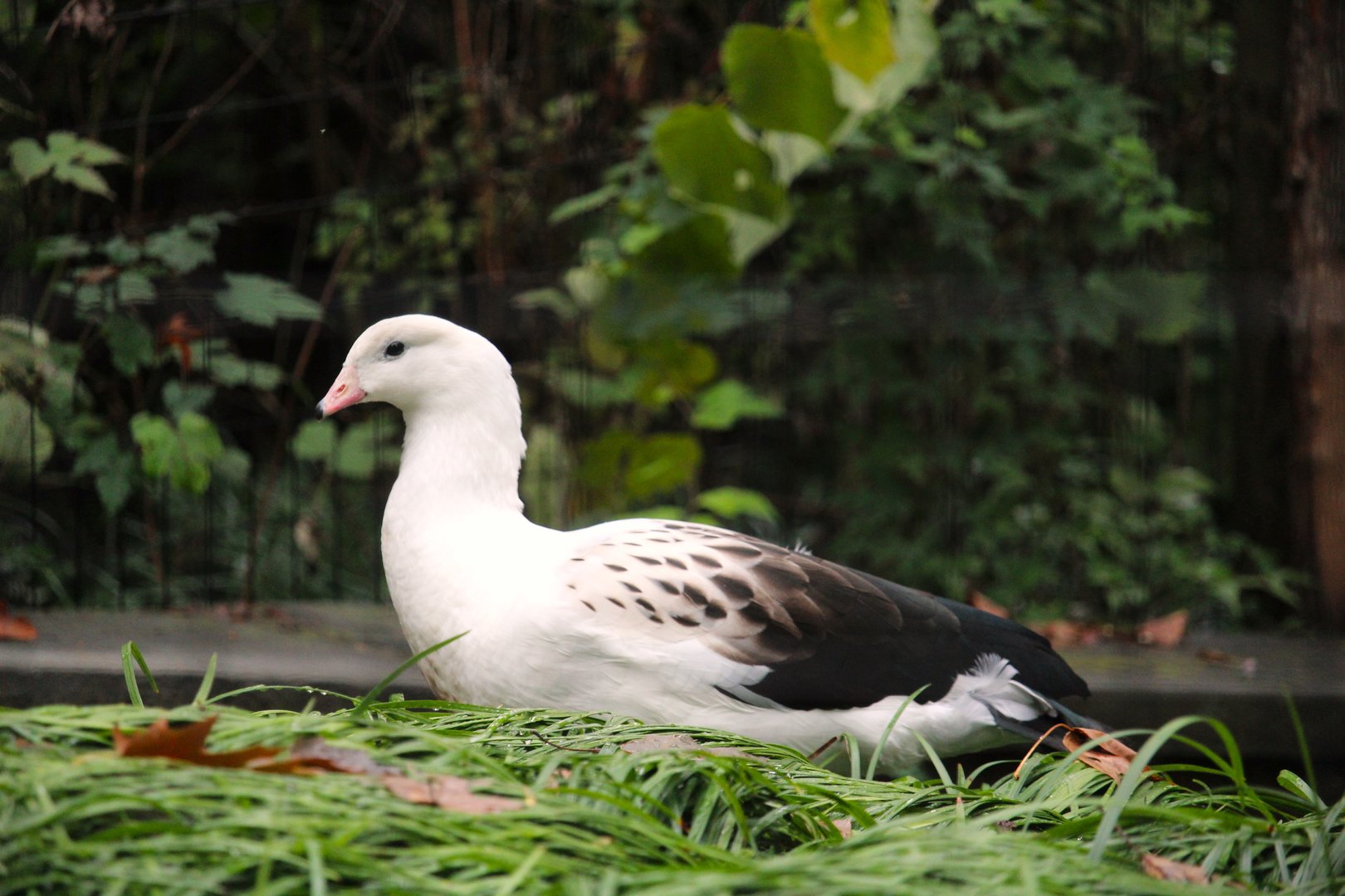 Andean Goose