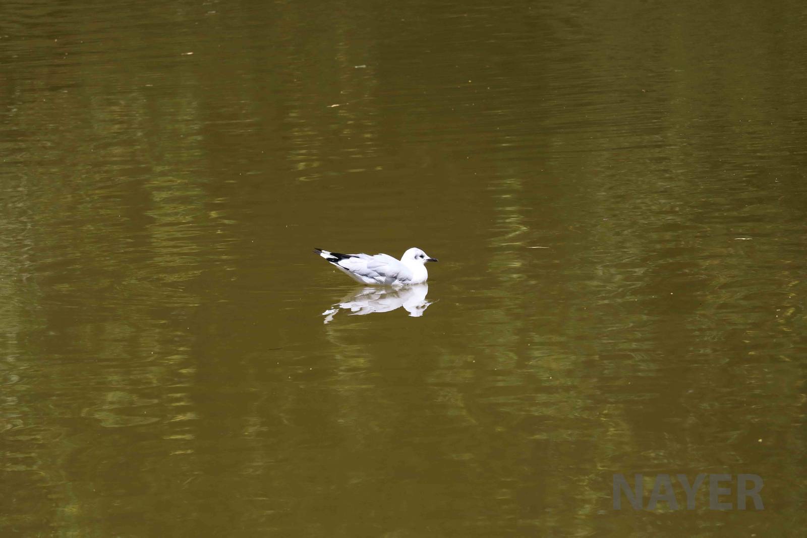 Andean gull, March 2016