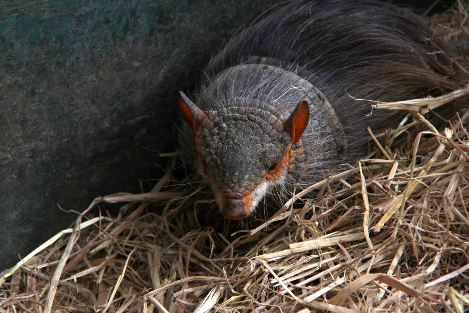 Andean hairy armadillo (Chaetophractus nationi)