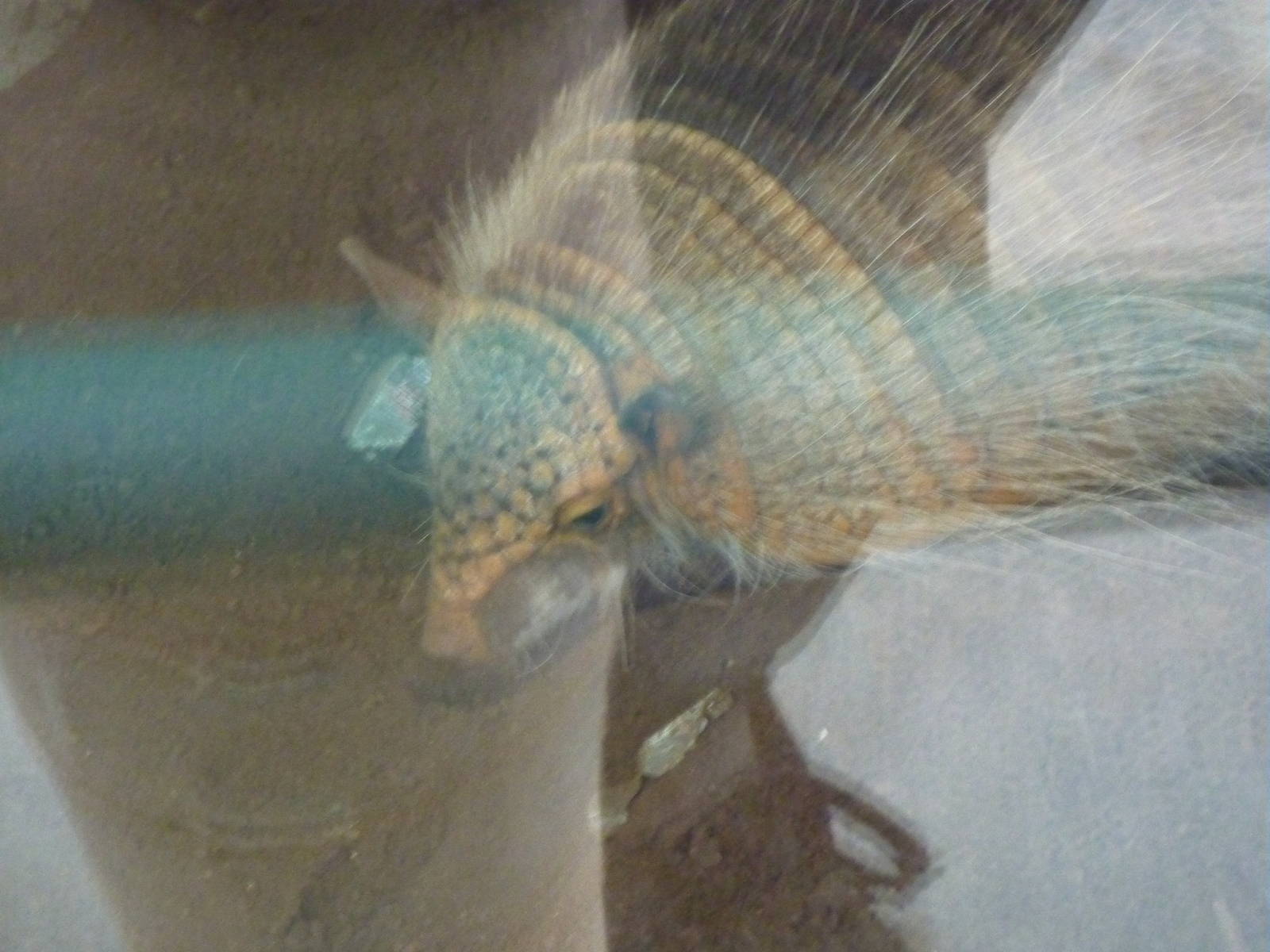 Andean Hairy Armadillo