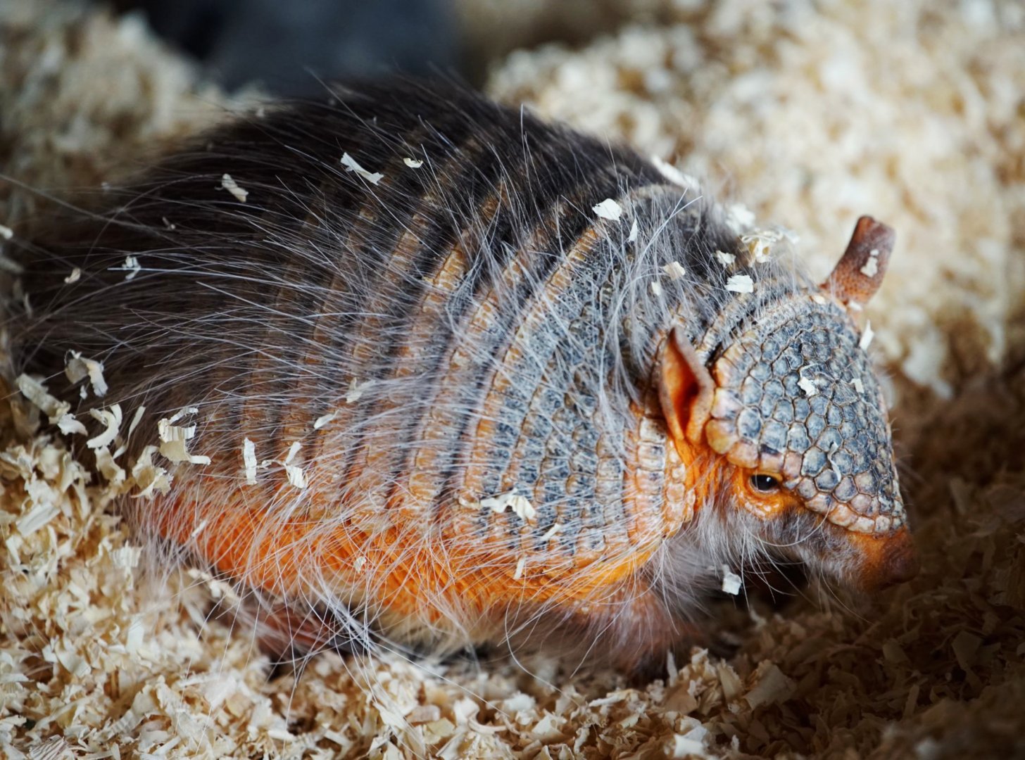 Andean Hairy Armadillo