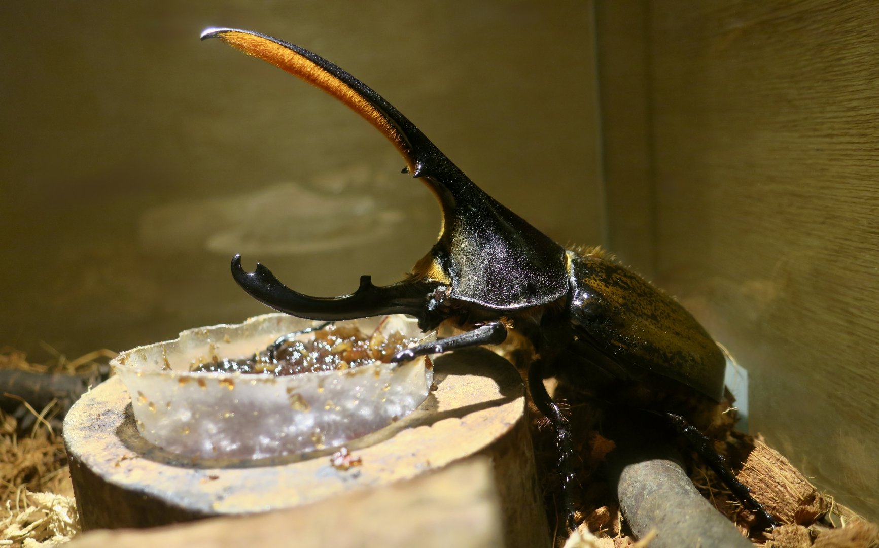 Andean Hercules Beetle (Dynastes lichyi) - Taiwan Insectarium (台灣昆蟲館)