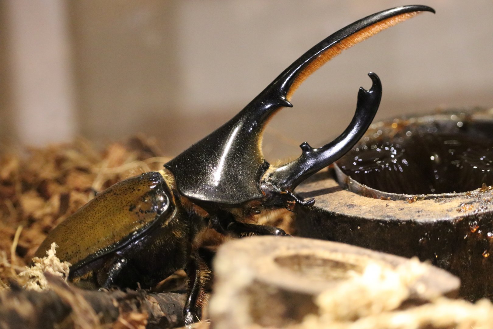 Andean Hercules Beetle (Dynastes lichyi)