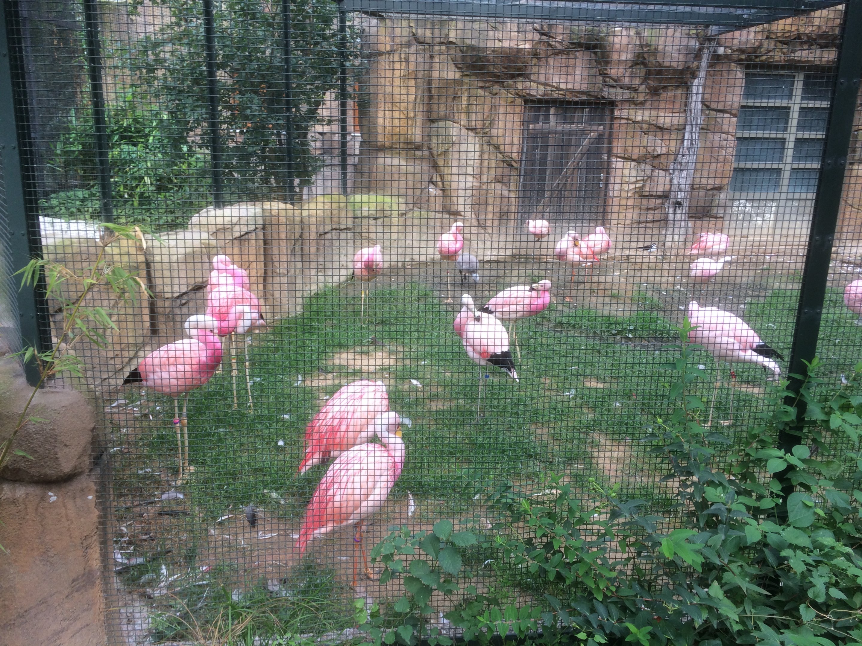 Andean & James flamingos