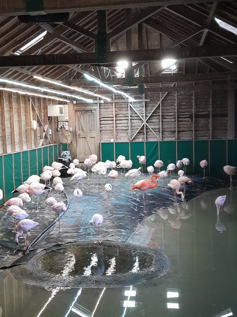 Andean/Lesser Flamingo Flock.