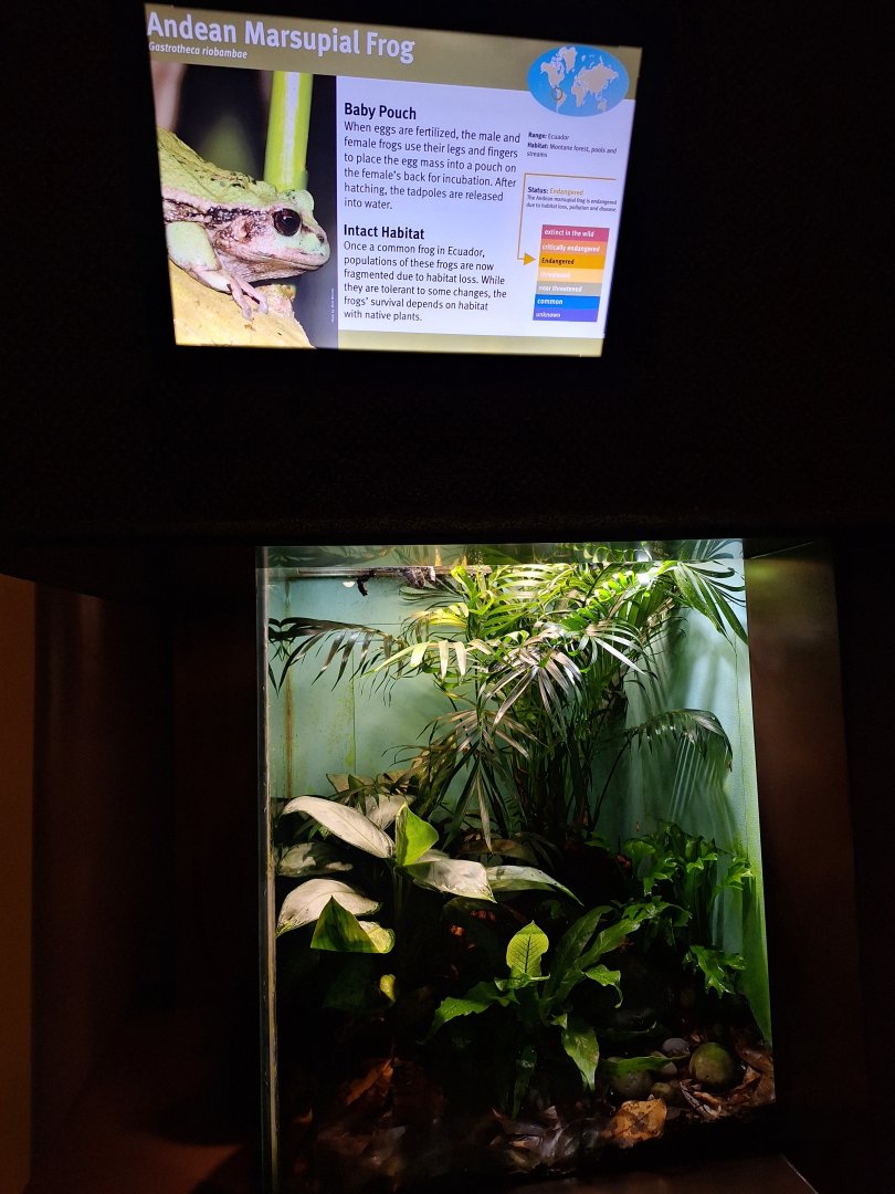 Andean Marsupial Frog enclosure