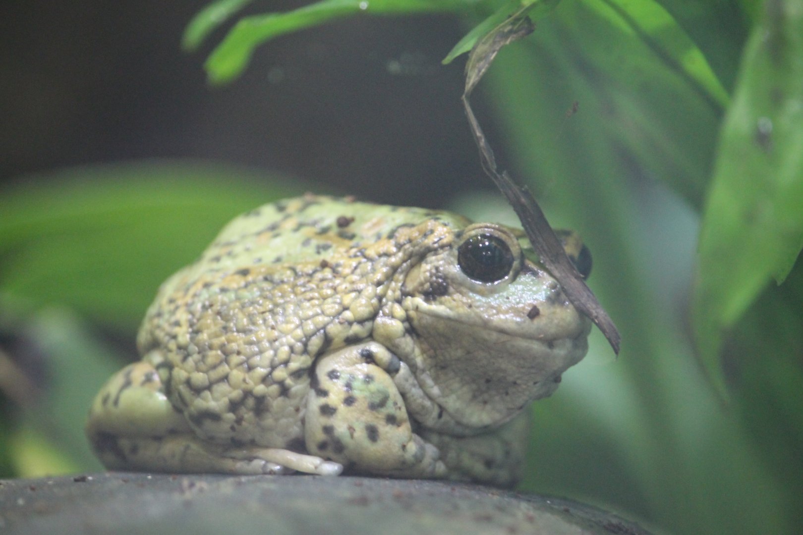 Andean marsupial frog (Gastrotheca riobambae)