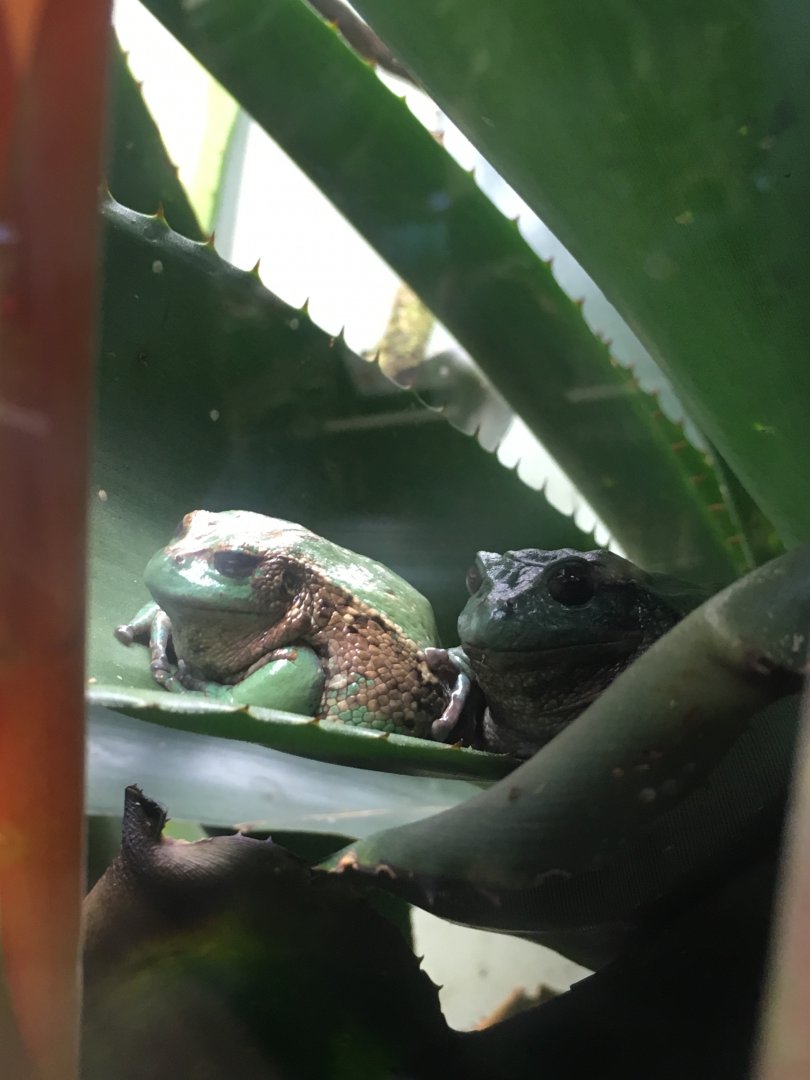 Andean Marsupial Frog
