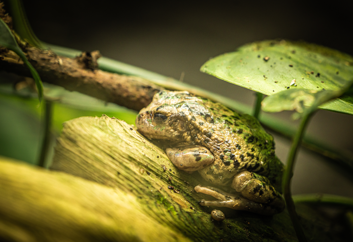 Andean Marsupial Frog