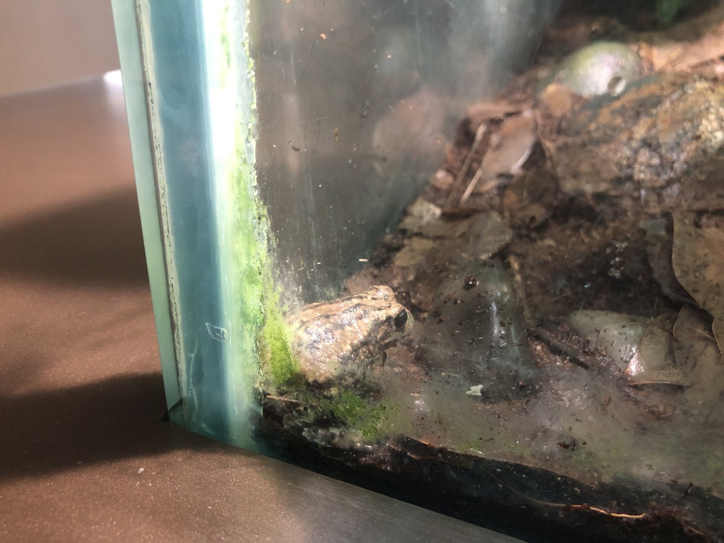 Andean Marsupial Frog