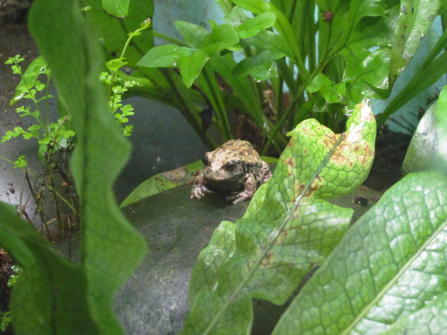 Andean Marsupial Frog