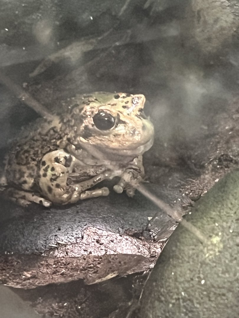 Andean Marsupial Frog