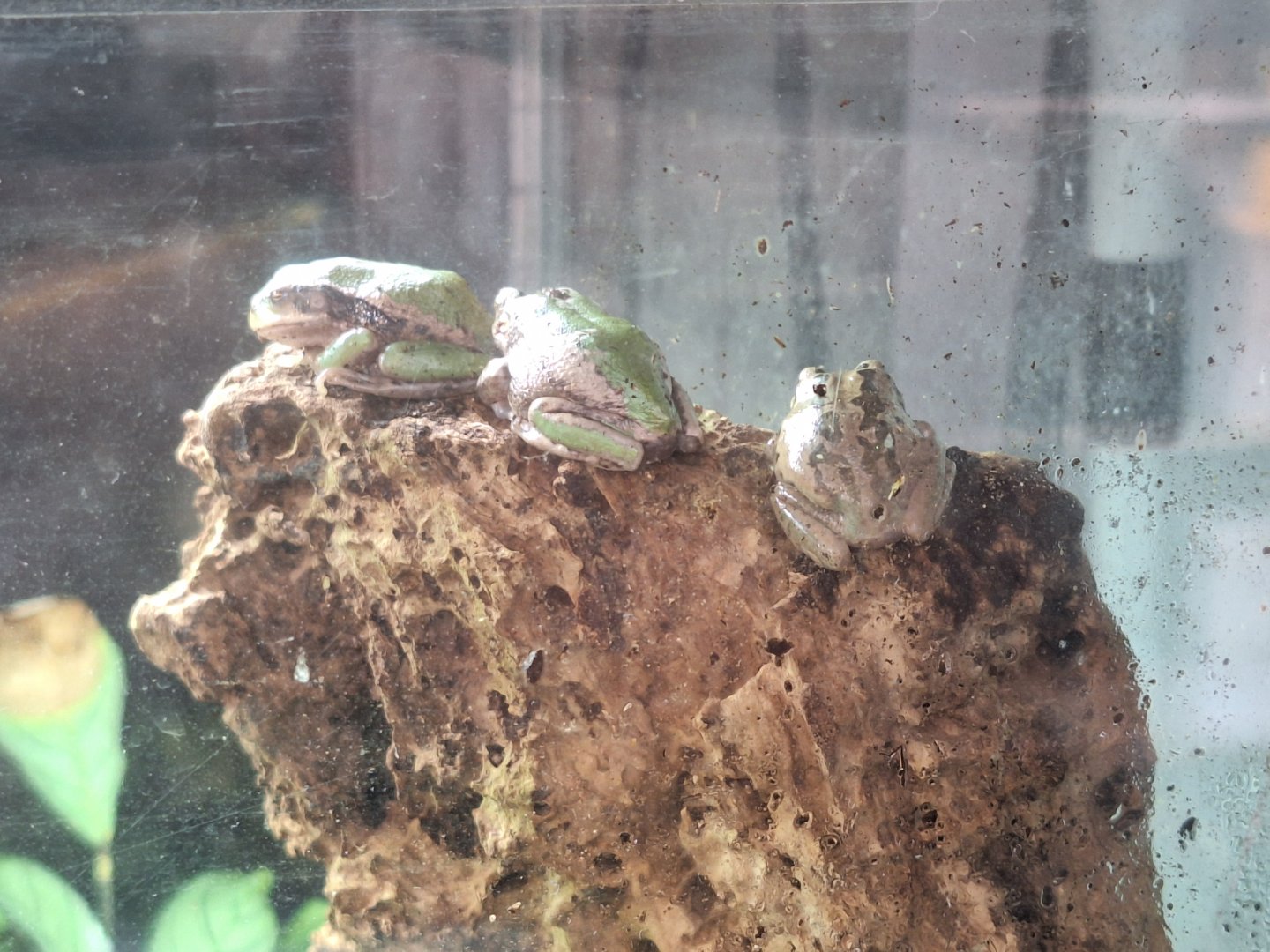 Andean Marsupial Frogs