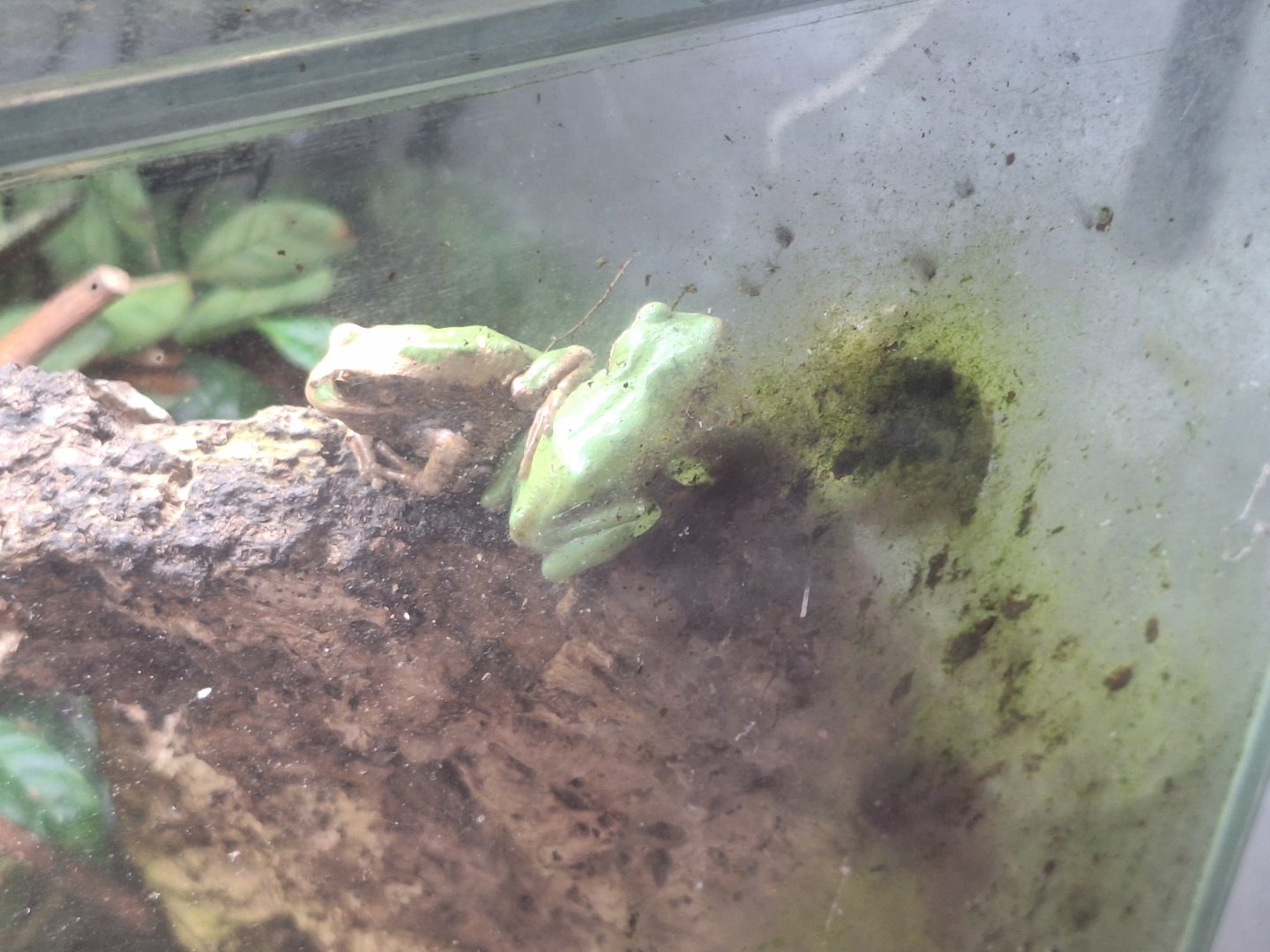 Andean Marsupial Frogs