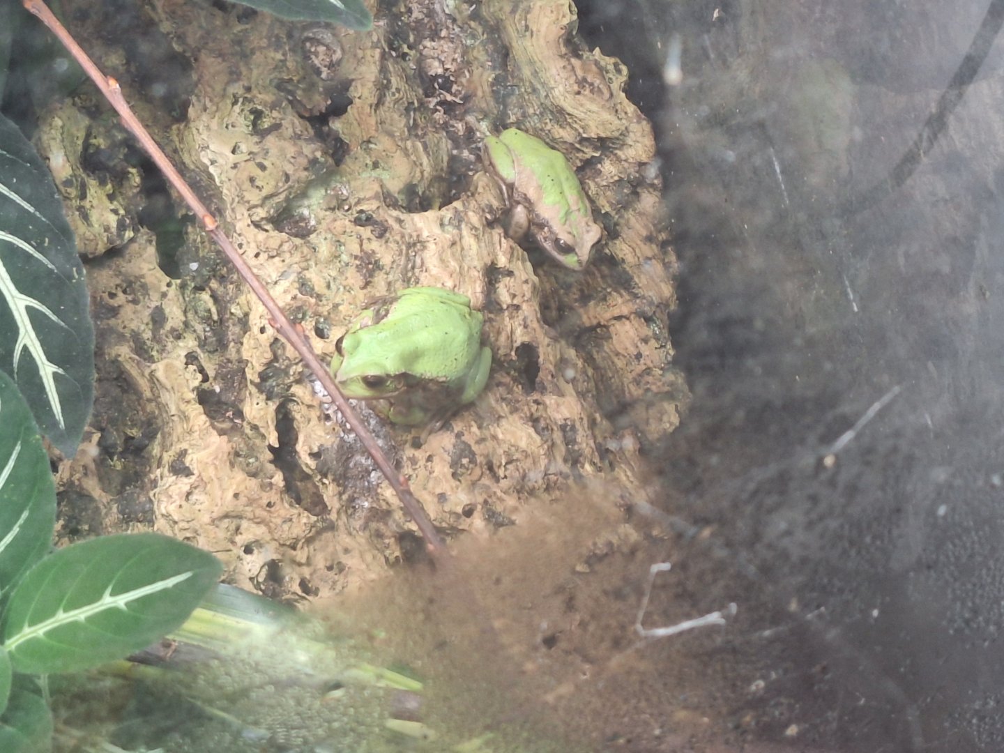 Andean Marsupial Frogs