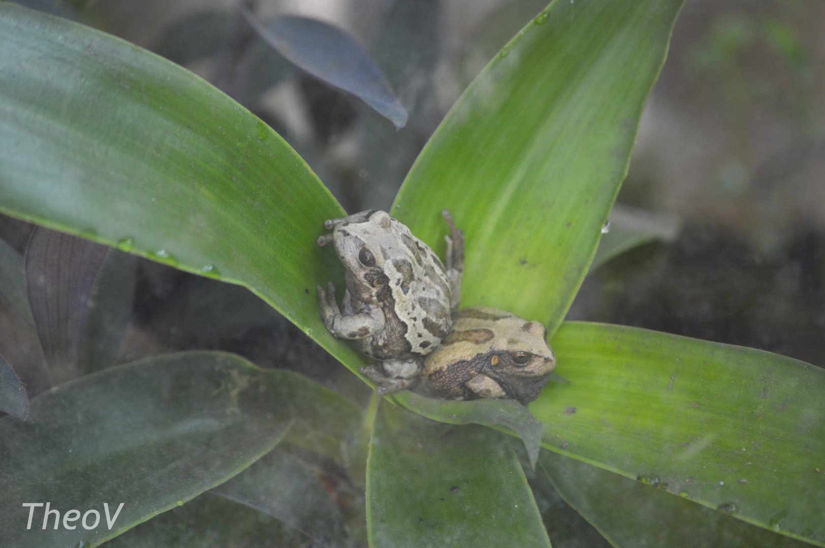 Andean marsupial tree frog [2019]