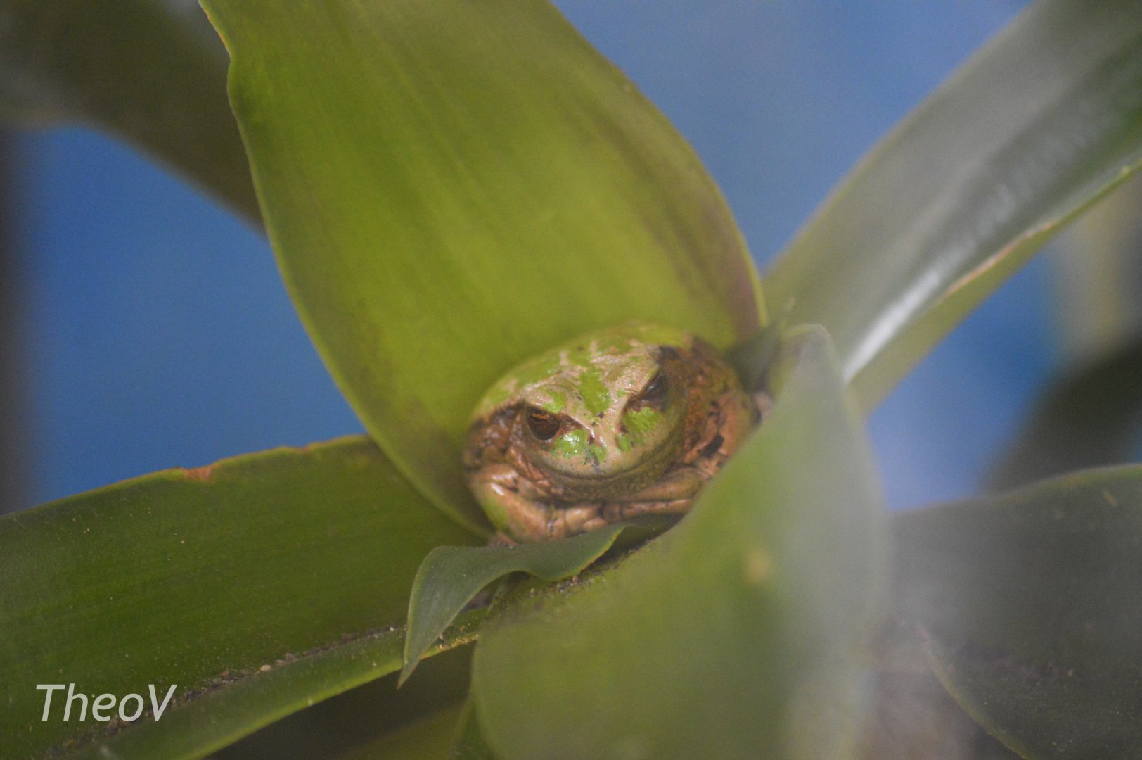Andean marsupial tree frog [2019]