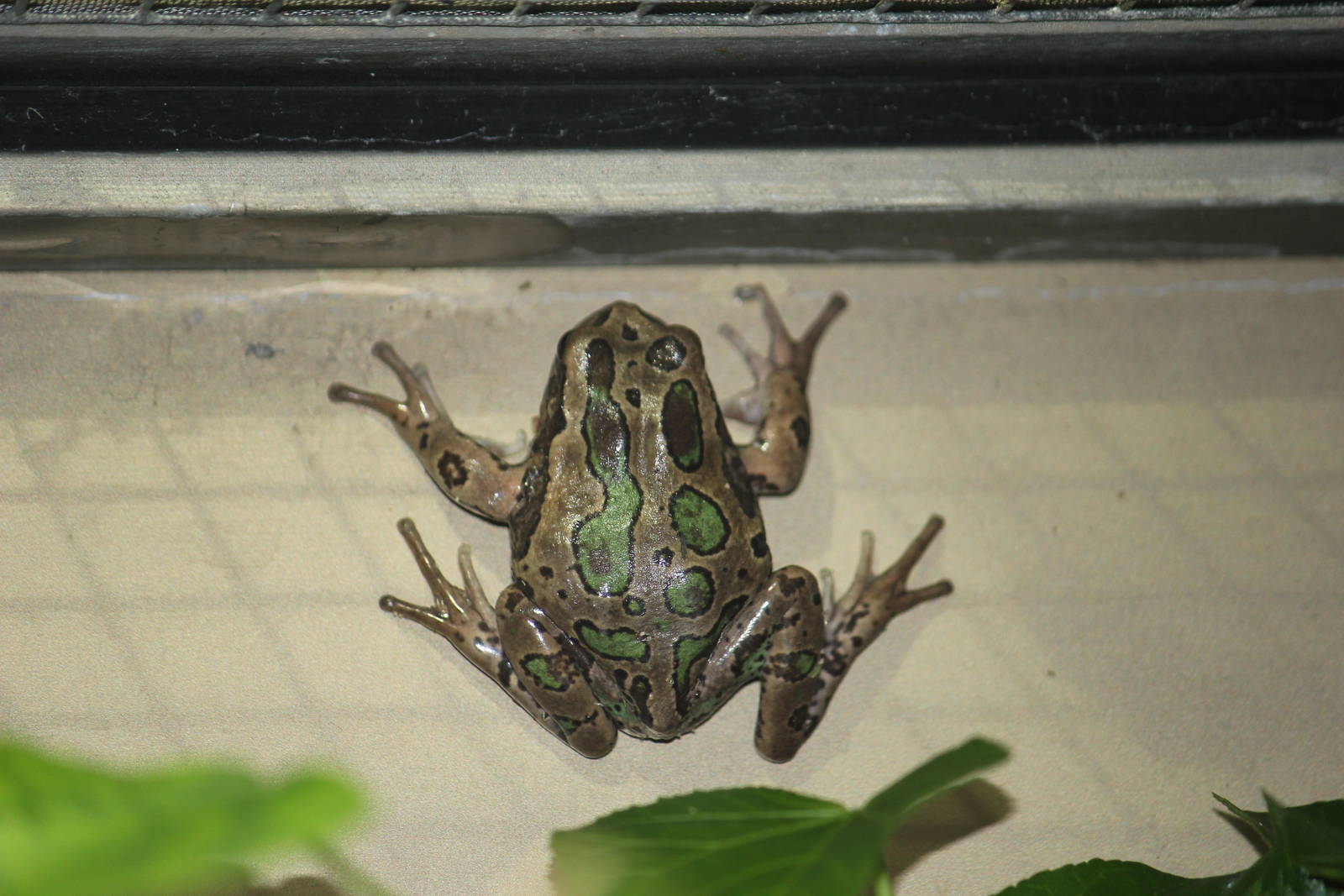 Andean marsupial tree frog