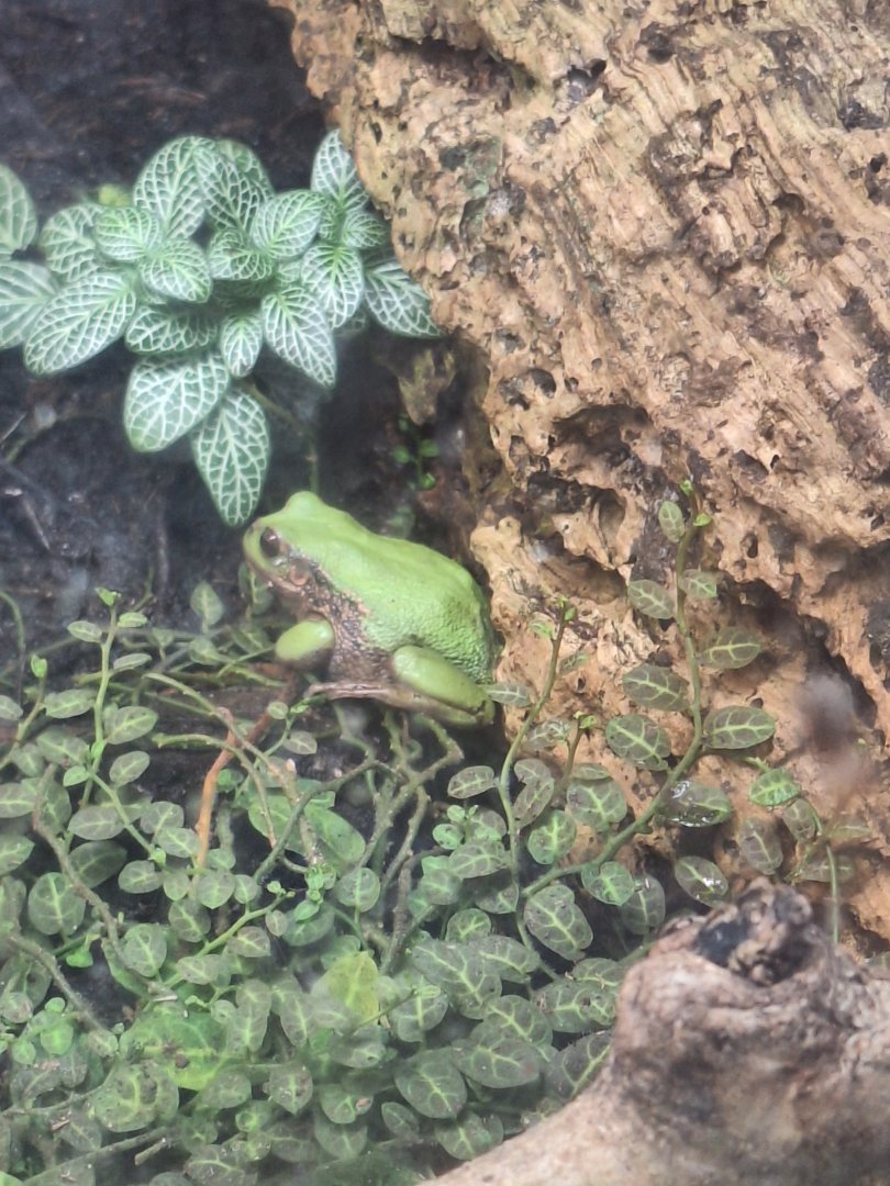 Andean Marsupial Tree Frog