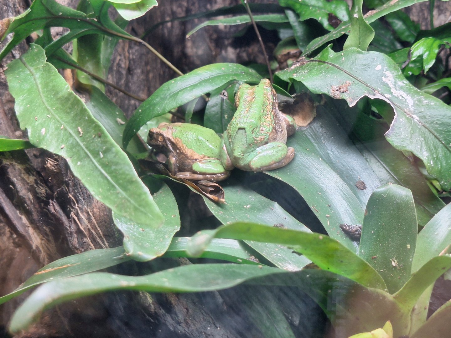 Andean Marsupial Tree Frogs