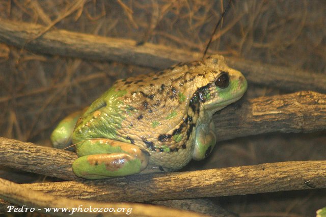 Andean marsupial treefrog (Gastrotheca riobambae)