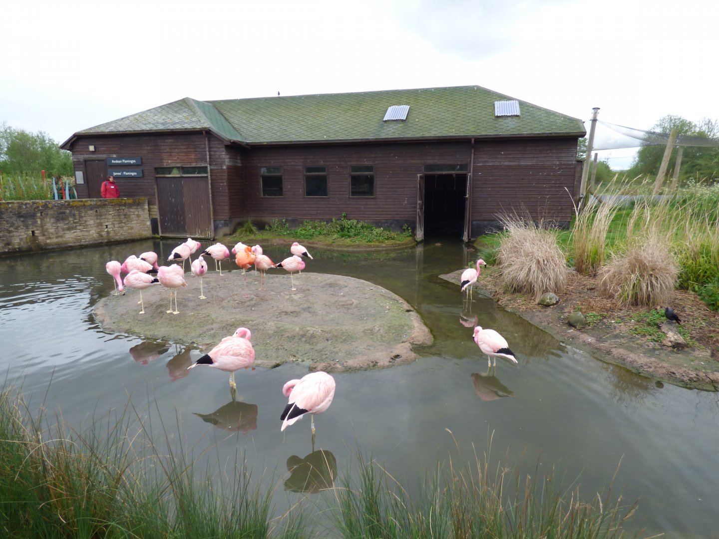 Andean, one James' and one Caribeean Flamingo House and Lake