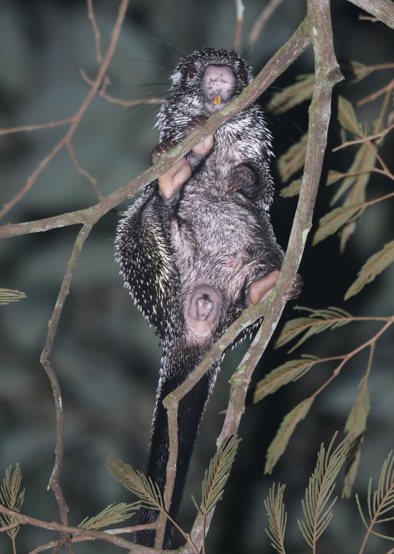 Andean porcupine (Coendou quichua)